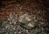 A rock with the words "THE END" painted on it, resting on gravel and surrounded by fallen leaves and twigs.